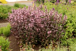 Dakota™ Burgundy Penstemon