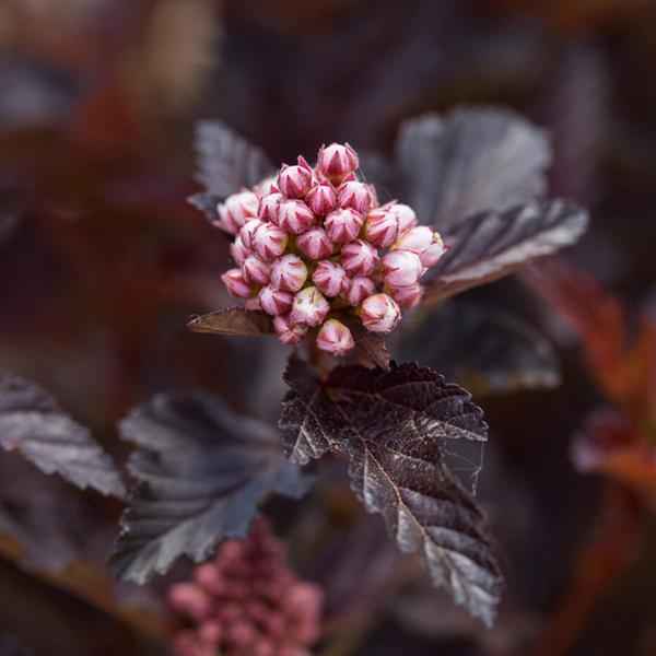 Fireside® Ninebark