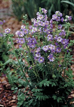 Heavenly Habit Jacob's Ladder
