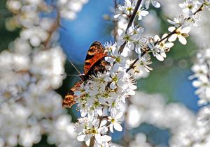 Pawnee Buttes® Sand Cherry