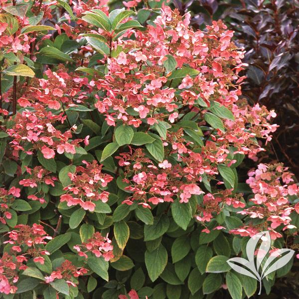 Quick Fire® Hydrangea