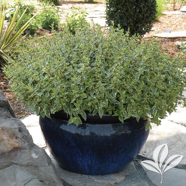 Radiance Abelia