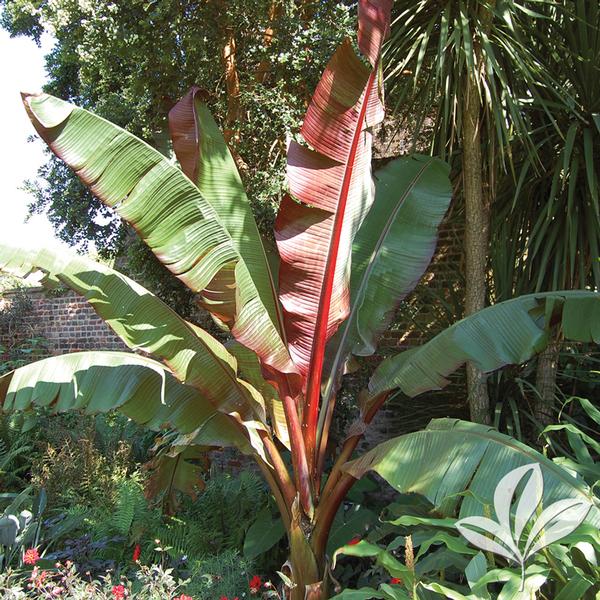 Red Banana