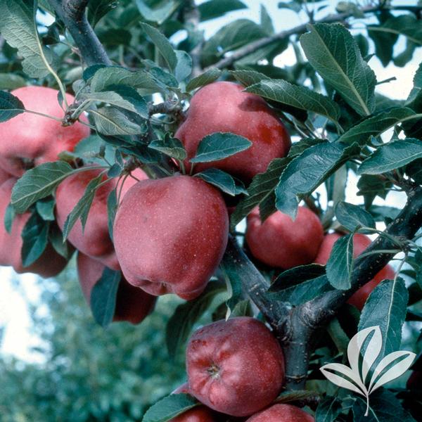 Red Delicious Apple