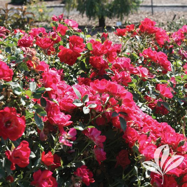 Red Drift® Rose