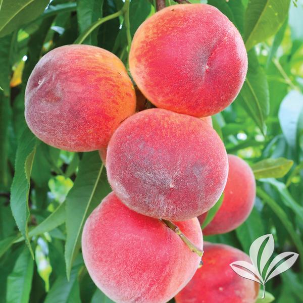 Red Haven Peach