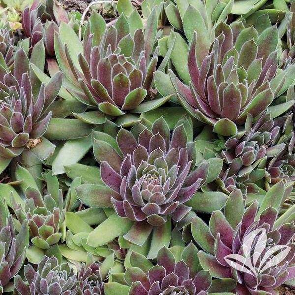 Red Heart Hens & Chicks