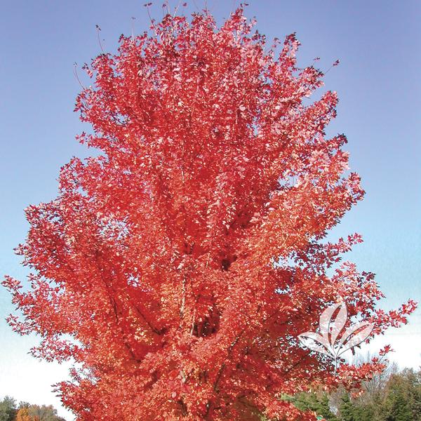 Red Maple