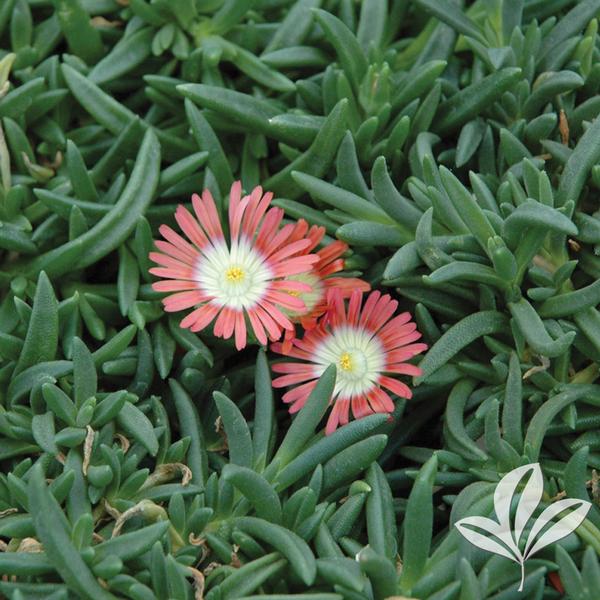 Red Mountain® Ice Plant
