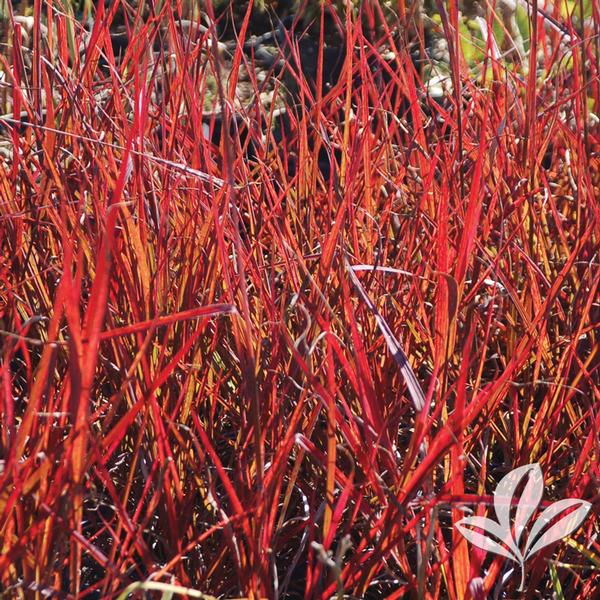 Red October Big Bluestem