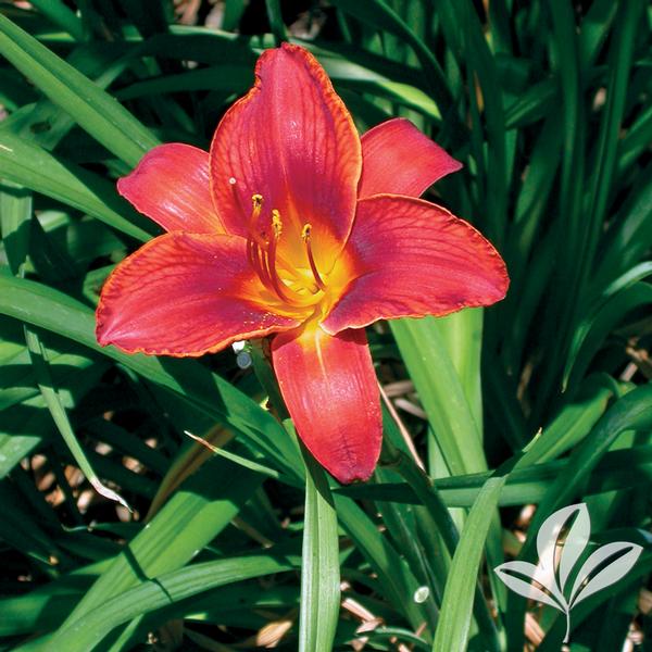 Red Poll Daylily
