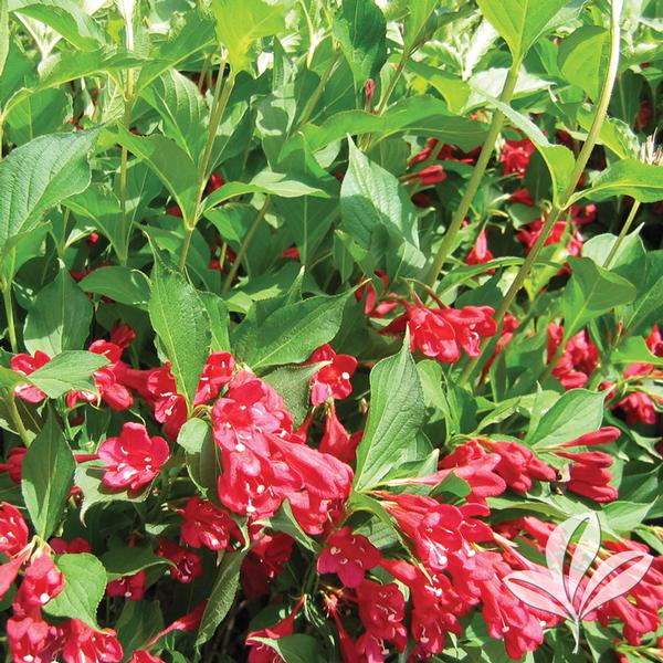 Red Prince Weigela