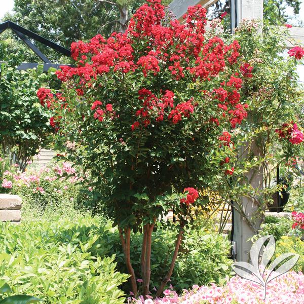 Red Rocket® Crapemyrtle