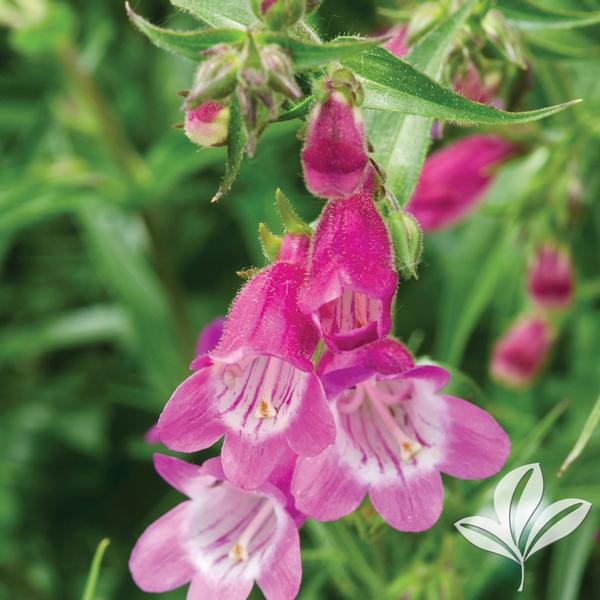 Red Rocks® Penstemon