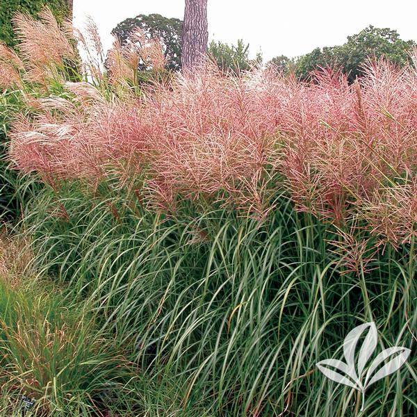 Red Silver Maiden Grass