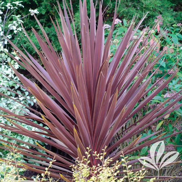 Red Star Cordyline