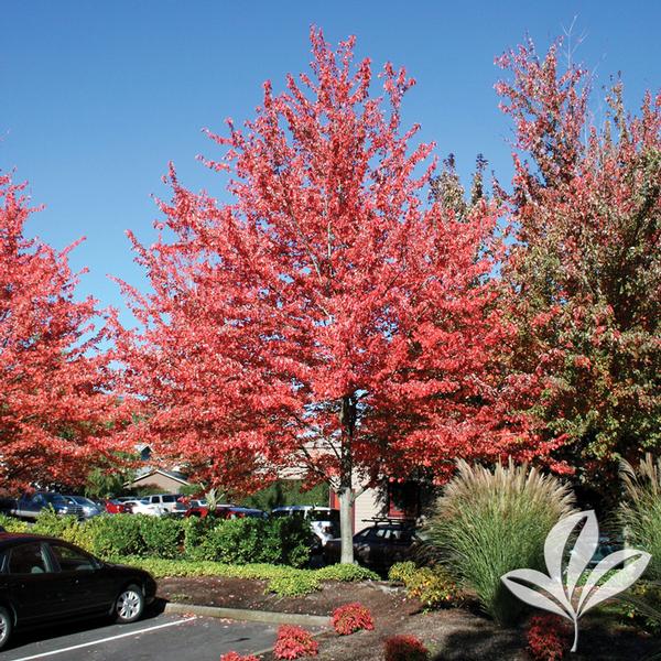 Red Sunset® Maple