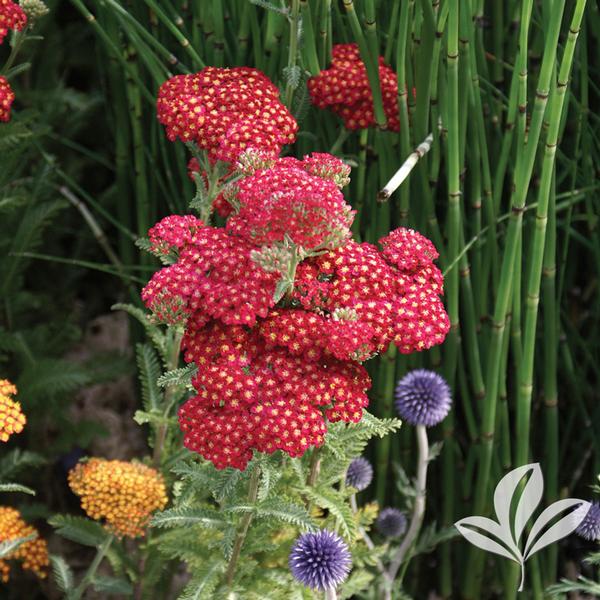 Red Velvet Yarrow