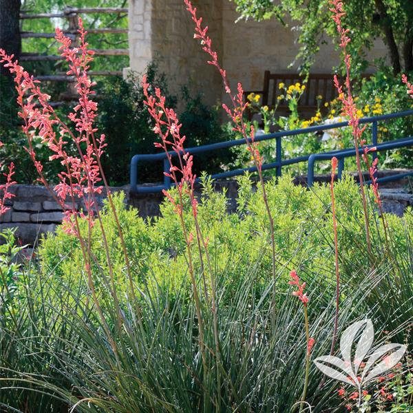 Red Yucca