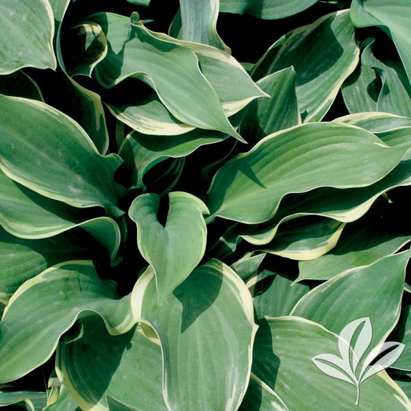 Regal Splendor Hosta