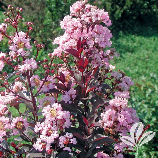 Rhapsody in Pink® Crapemyrtle
