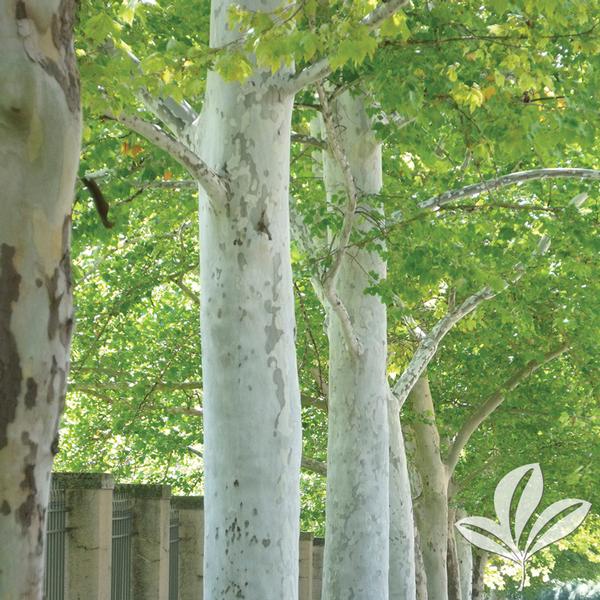Rockford Road™ Planetree