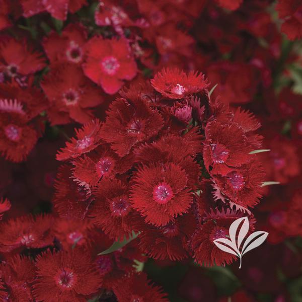 Rockin™ Red Dianthus