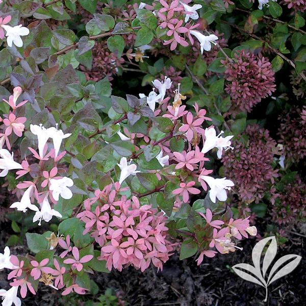 Rose Creek Abelia