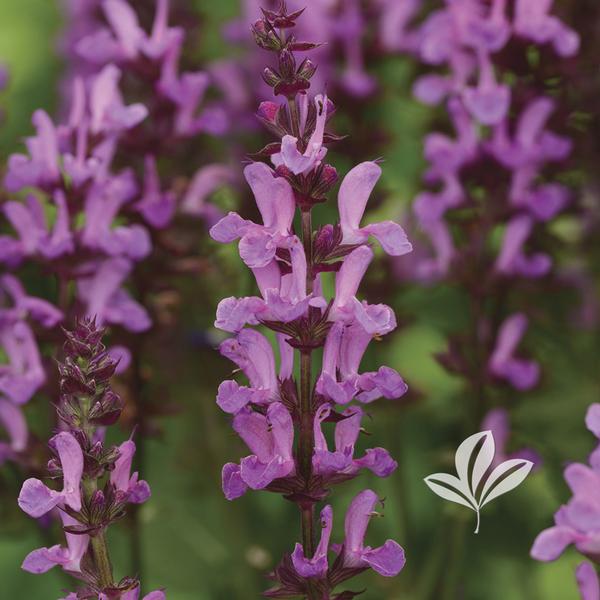 Rose Marvel Meadow Sage