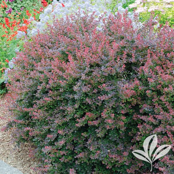 Royal Burgundy® Barberry