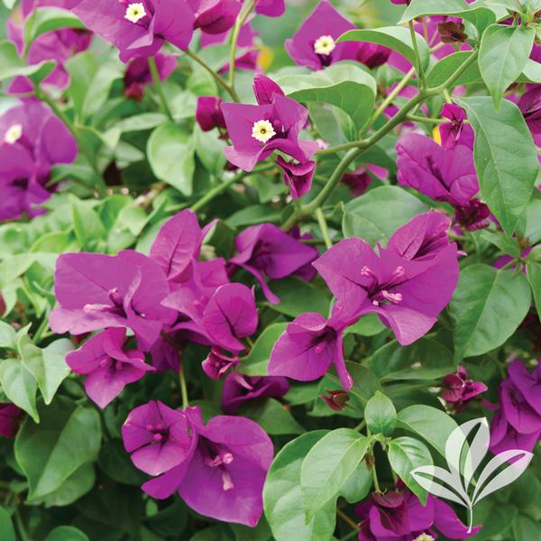 Royal Purple Bougainvillea Bush