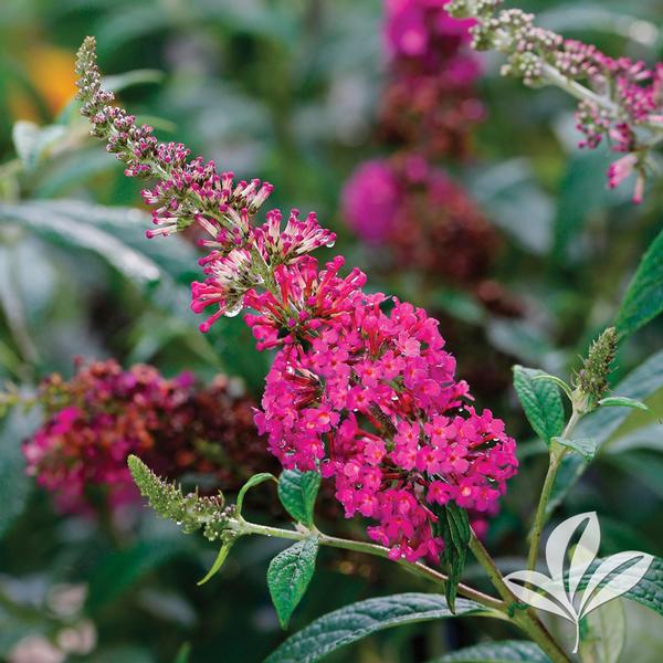 Royal Red Butterfly Bush