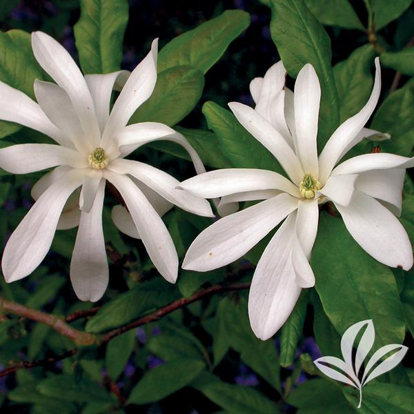 Royal Star Magnolia
