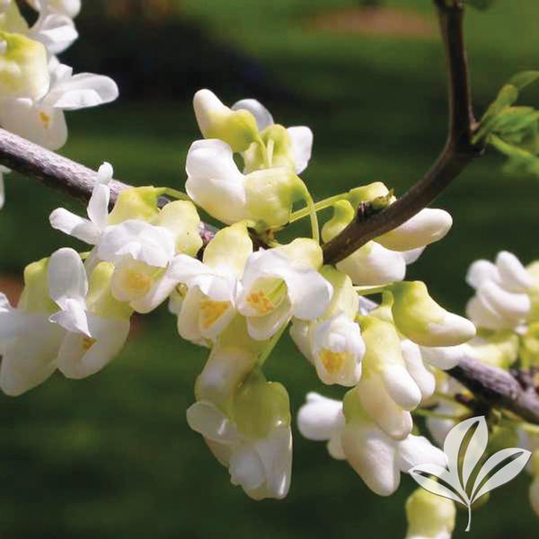 Royal White Redbud