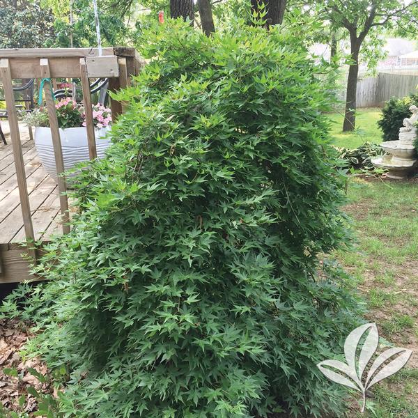 Ryusen Weeping Japanese Maple