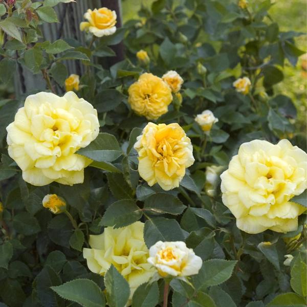 Easy Elegance® High Voltage Rose