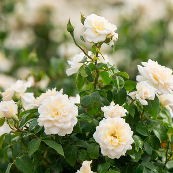 Easy Elegance® Champagne Wishes Rose