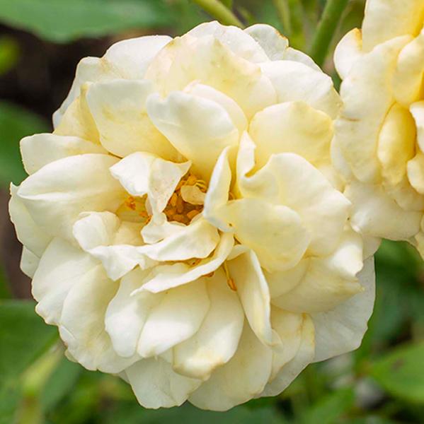Buttercream Drift® Rose