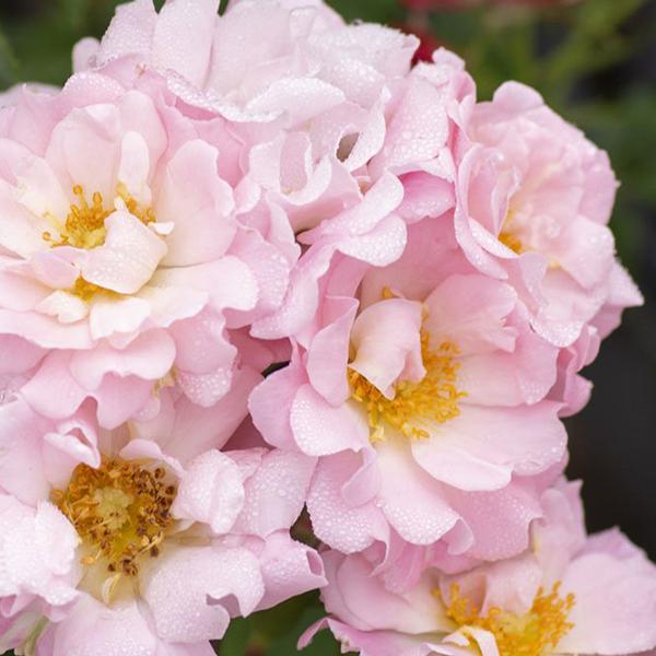Blushing Drift® Rose