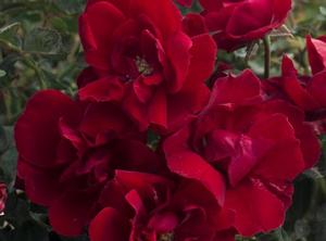 Brick House® Red Shrub Rose