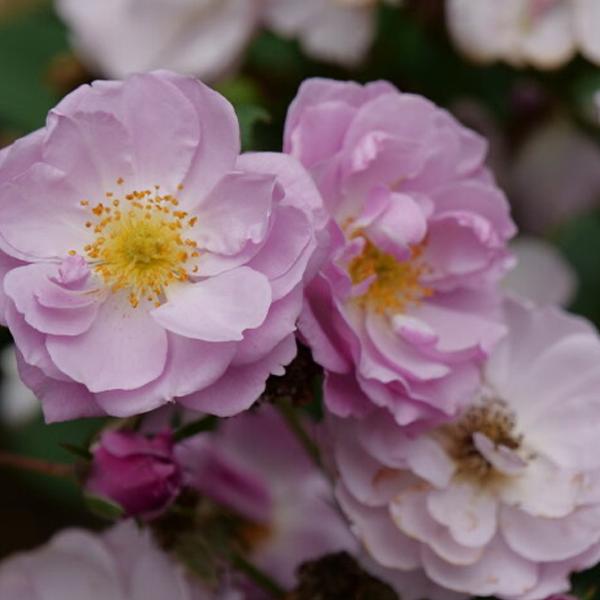 Rise Up™ Lilac Days Rose