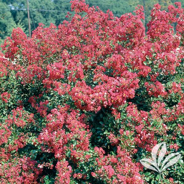 Sacramento Weeping Crapemyrtle