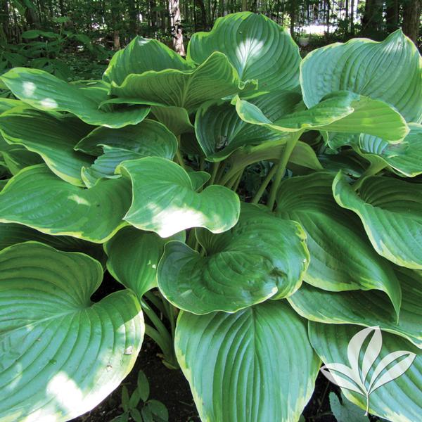 Sagae Hosta