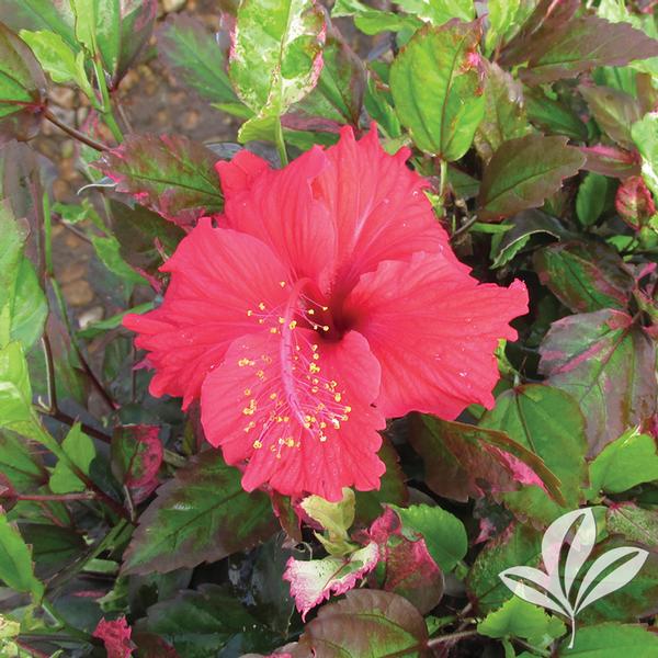 Salsa Dancer™ Hibiscus