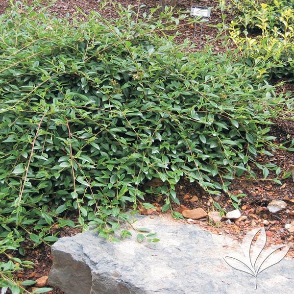 Scarlet Leader Cotoneaster
