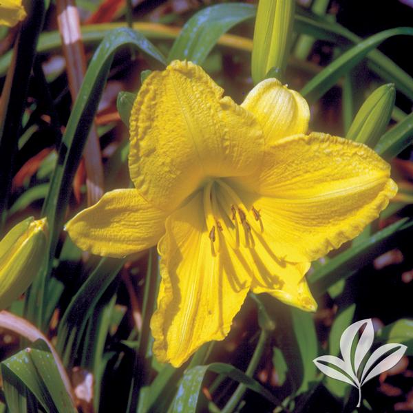 Scentual Sundance Daylily