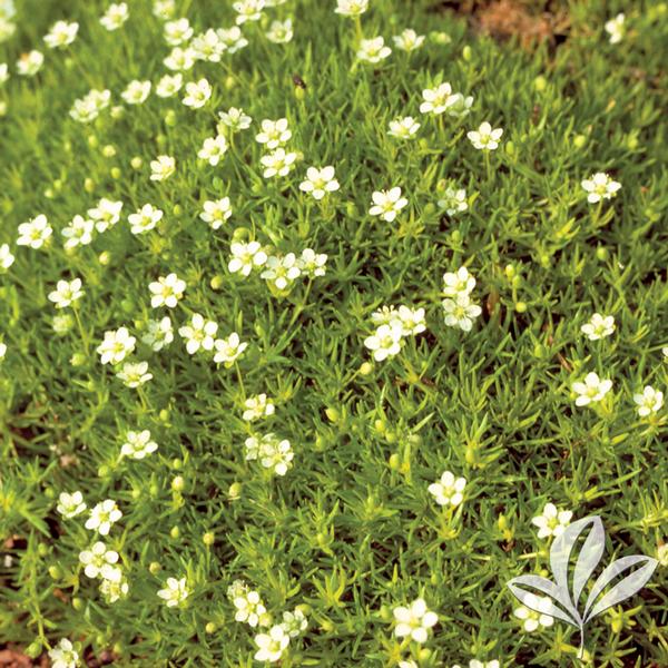 Scotch Moss