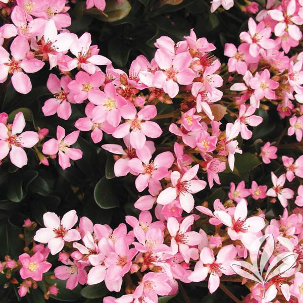 Sea Breeze™ Indian Hawthorn