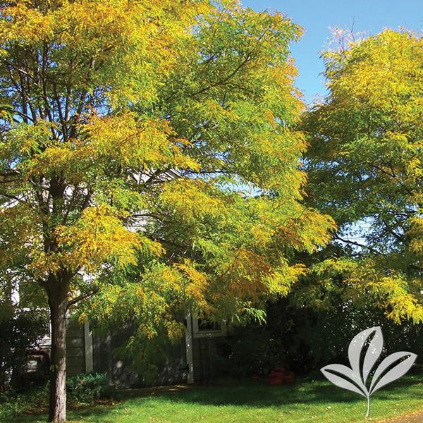 Shademaster® Honeylocust