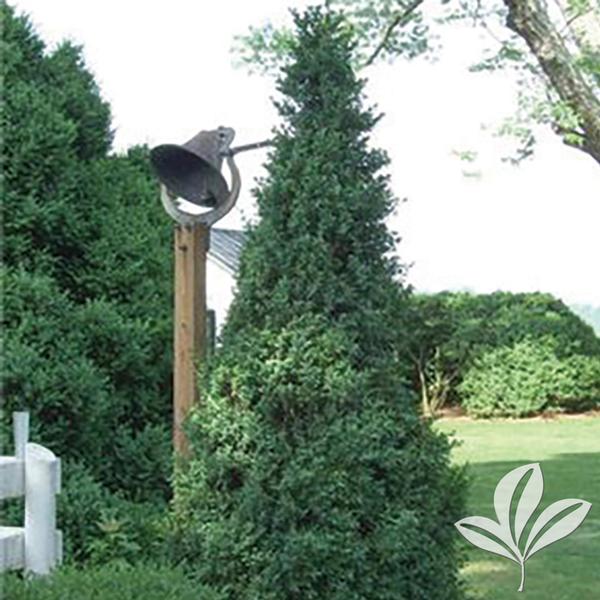 Shadow Sentry™ Boxwood